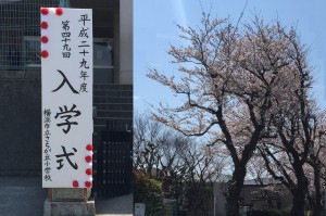 2017sachigaoka nyuugakushiki sakura